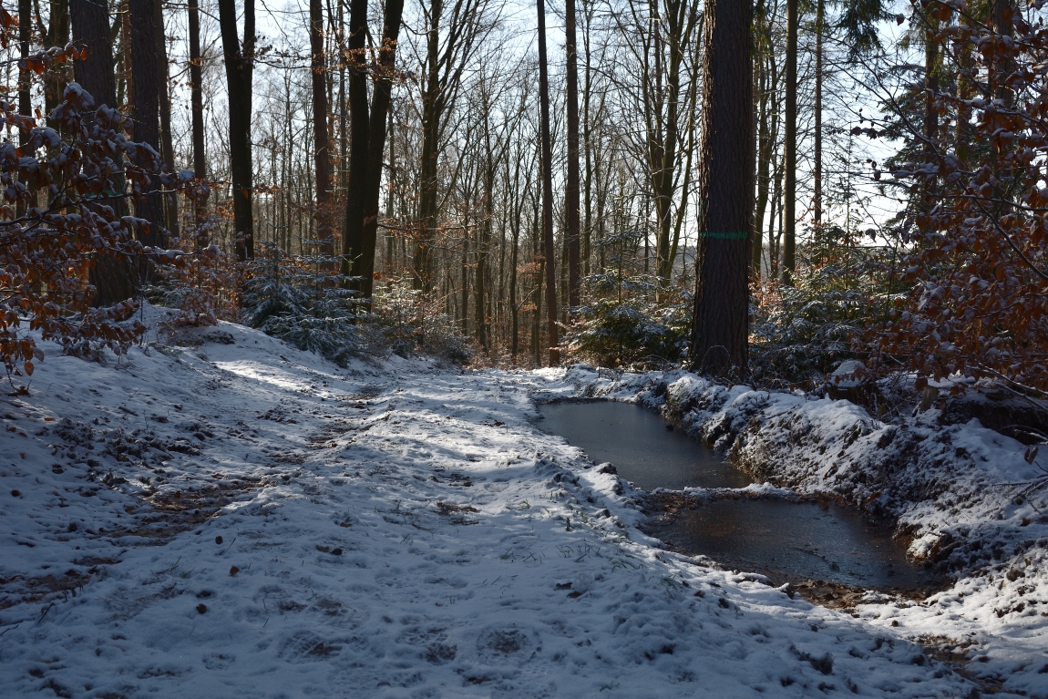 DSC_0333_00001n.jpg