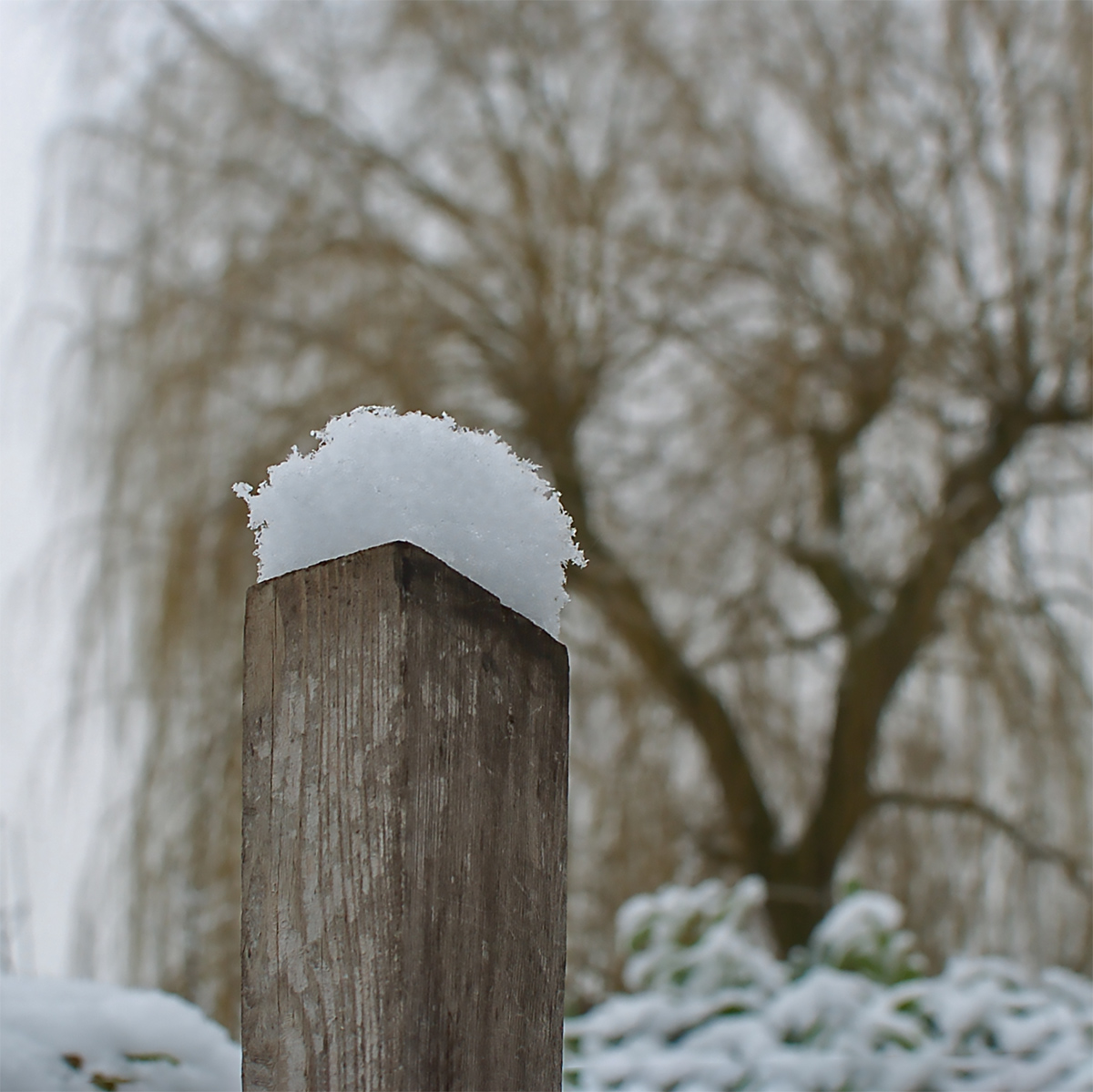 DSC_0333_11xl.jpg