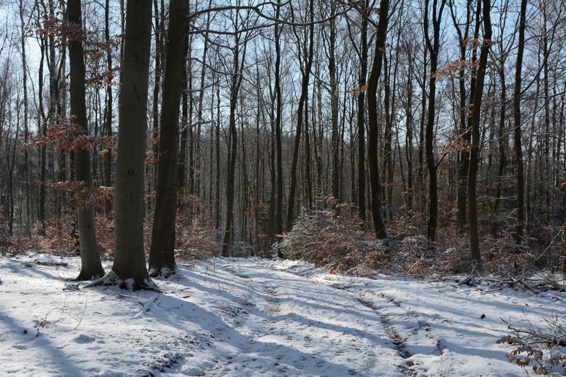 DSC_0335_00001n.jpg