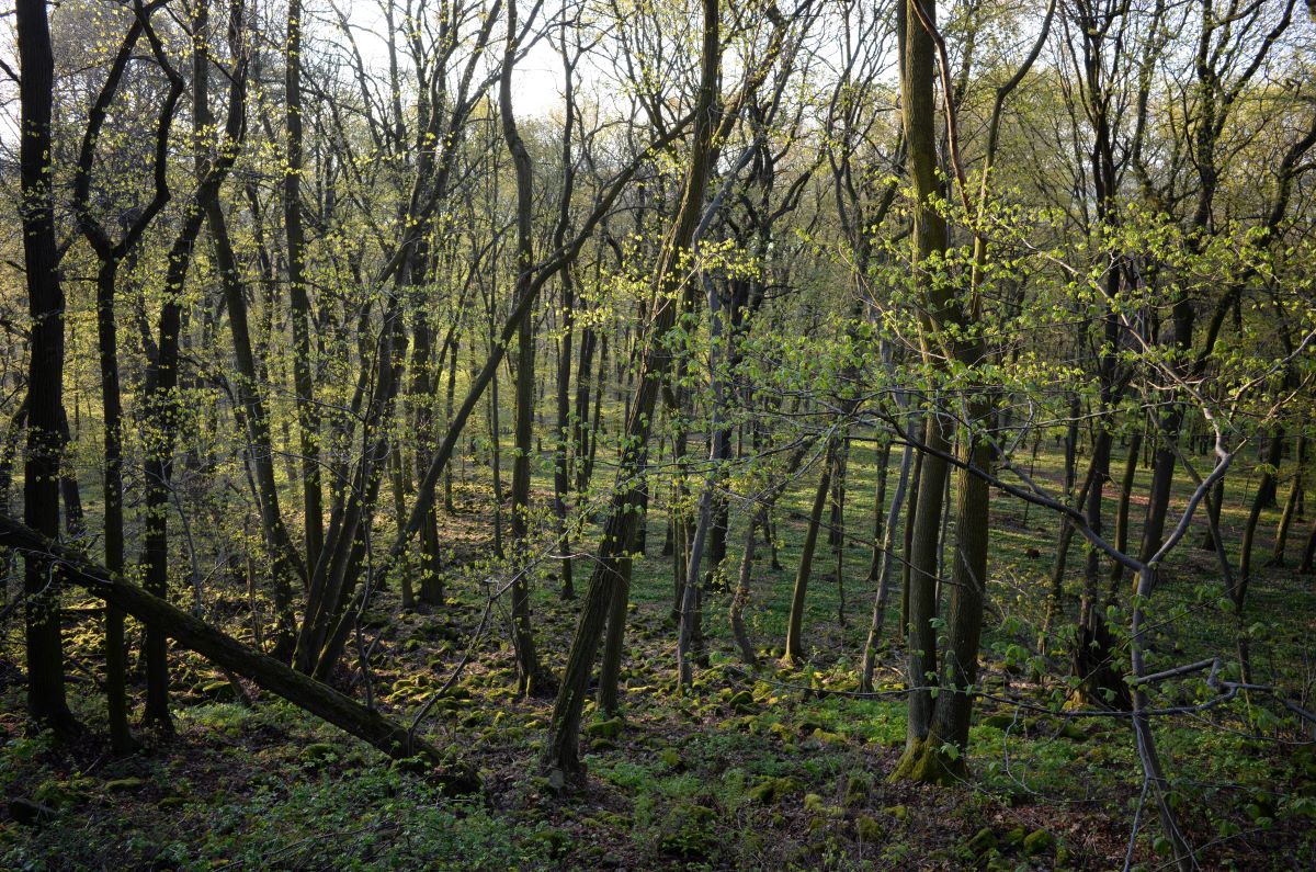 DSC_0350n.JPG