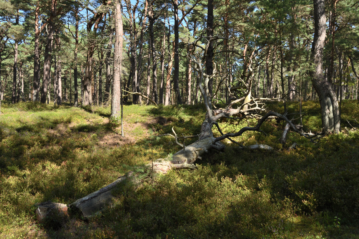DSC_0359.JPG