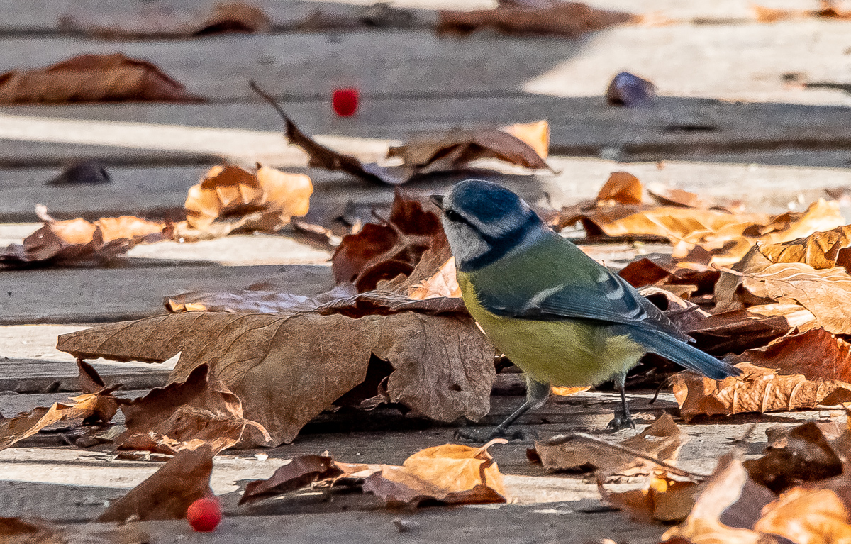 DSC_0381.jpg