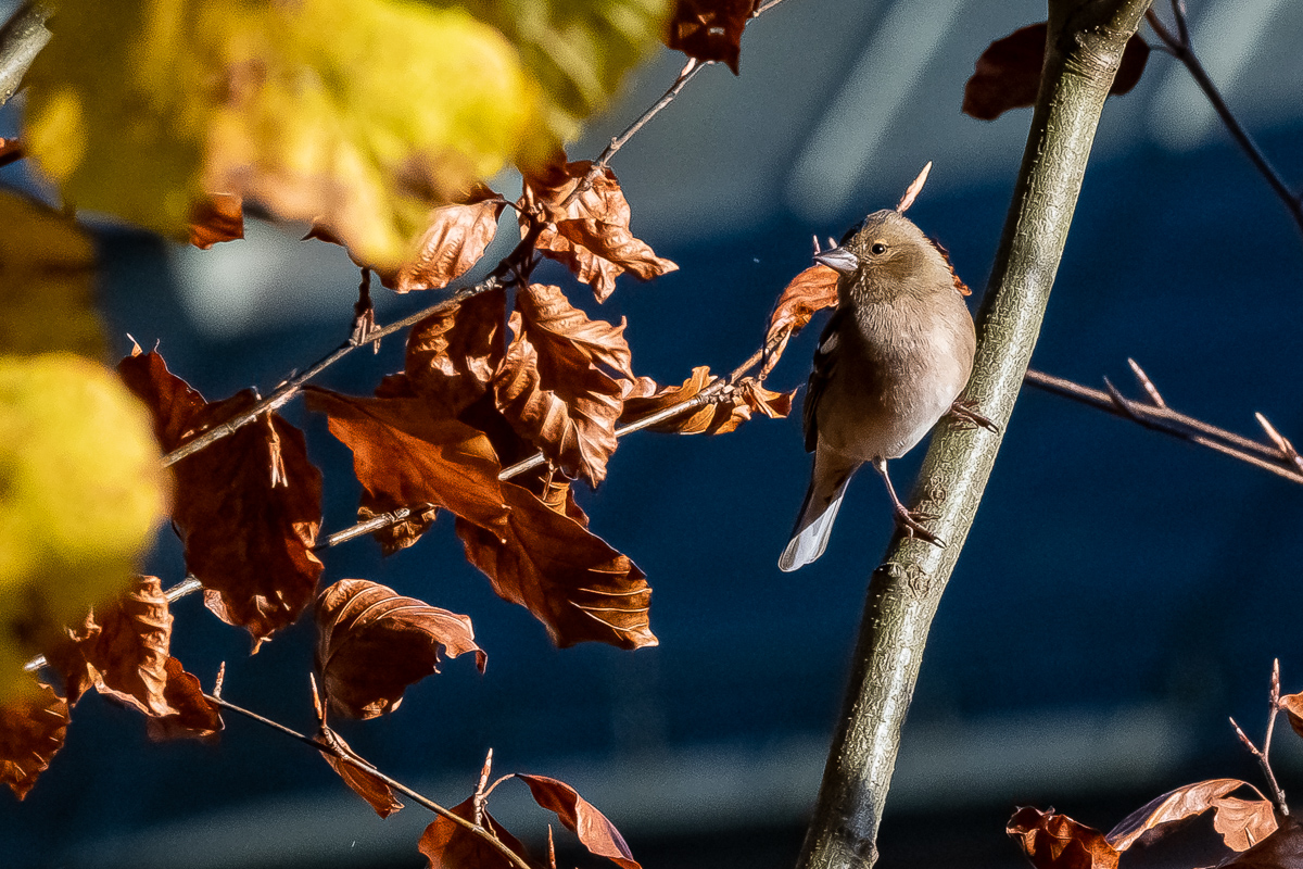 DSC_0384-2.jpg