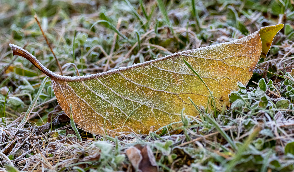 DSC_0396.jpg