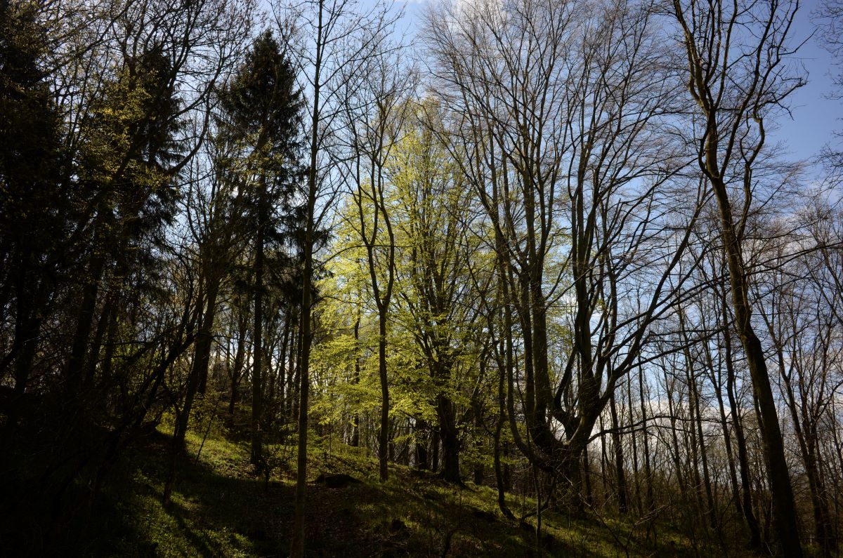 DSC_0406n.JPG