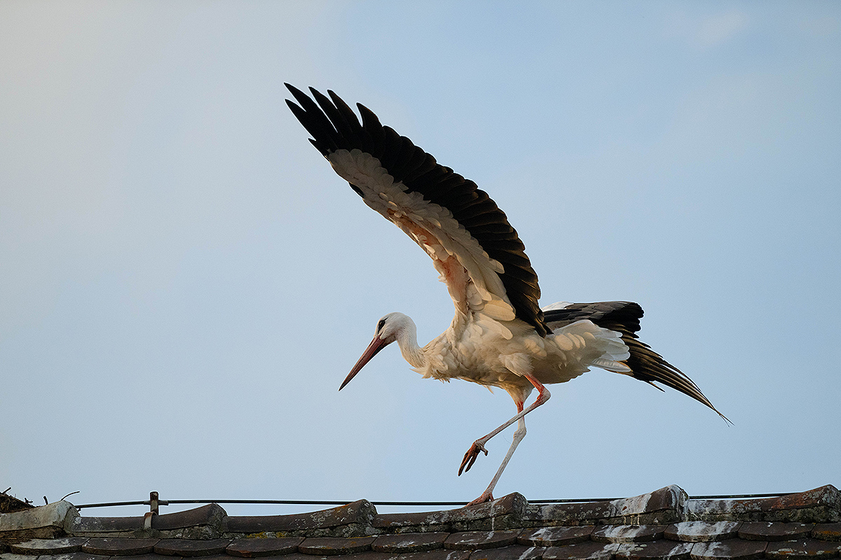 DSC_0458k.jpg