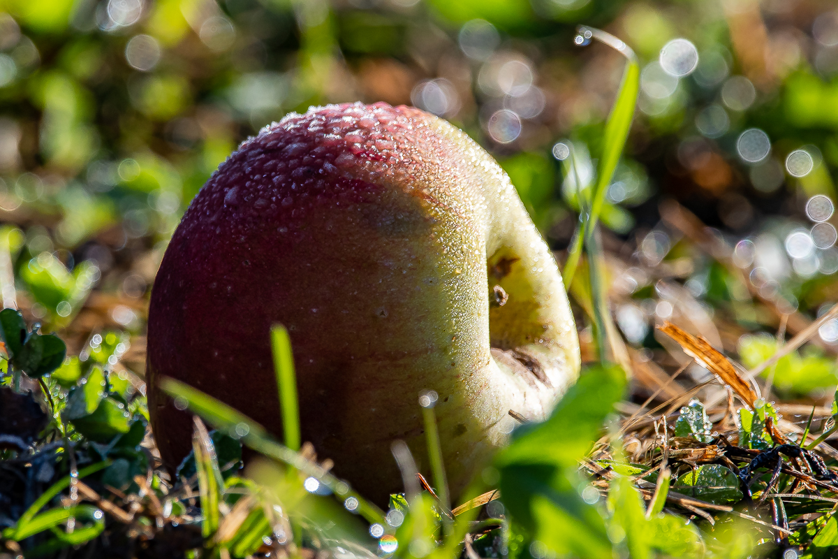 DSC_0463.jpg
