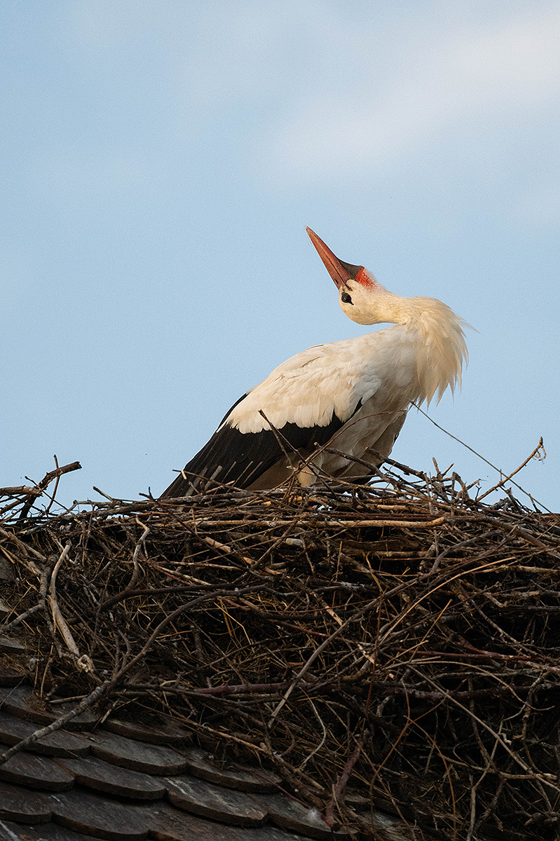 DSC_0471k.jpg