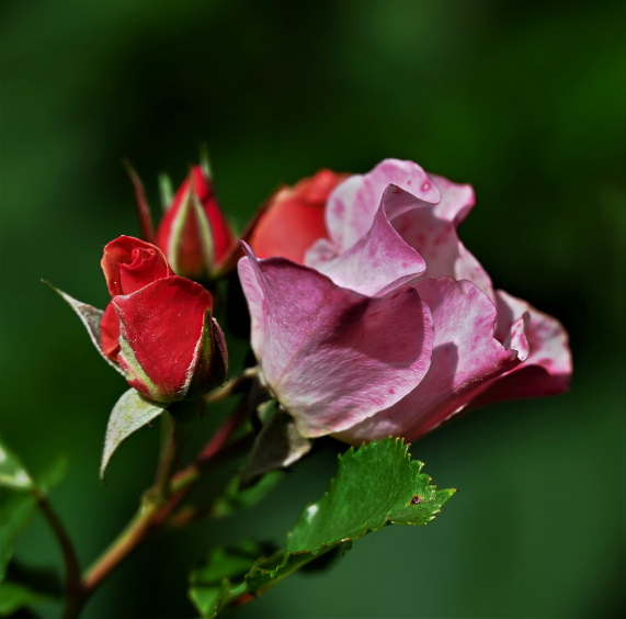 DSC_0513 (2).jpg