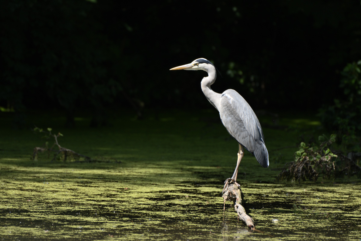 DSC_0528.JPG