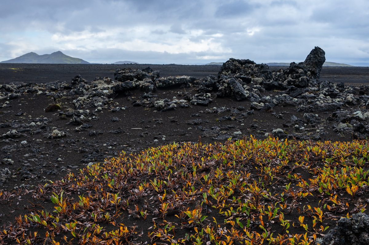 DSC_0563.jpg