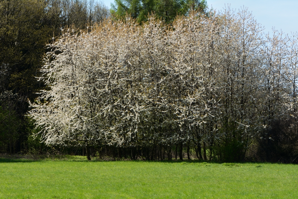 DSC_0565_00001n2.jpg
