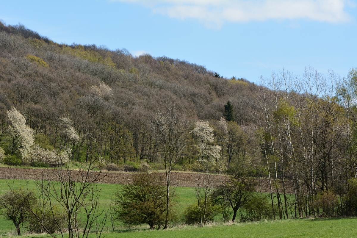 DSC_0568_00001n.jpg