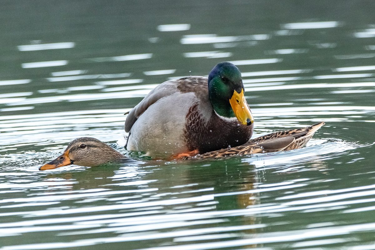 DSC_0570.jpg