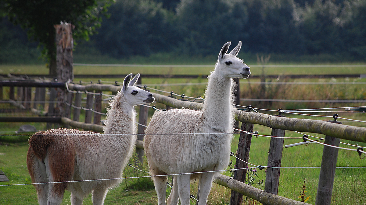 DSC_0596PAxl.jpg
