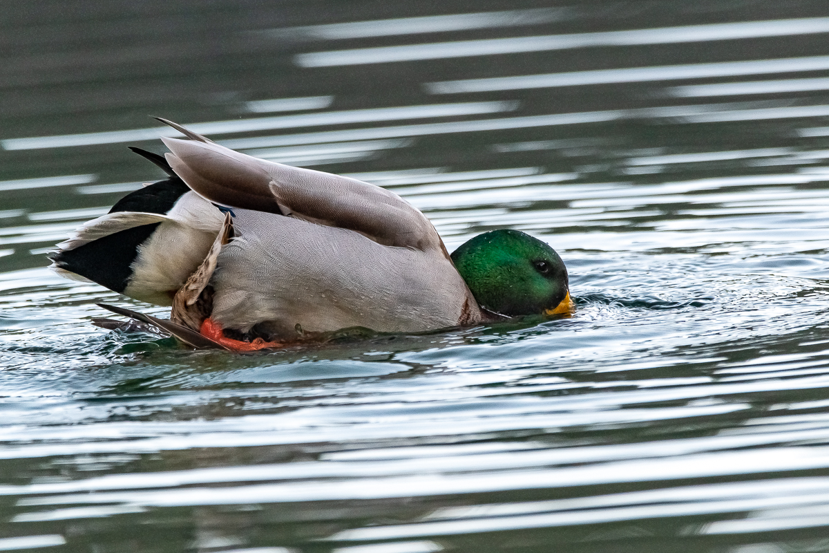 DSC_0598.jpg