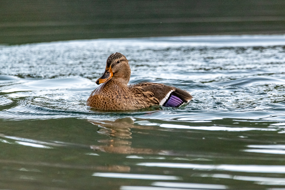 DSC_0615.jpg