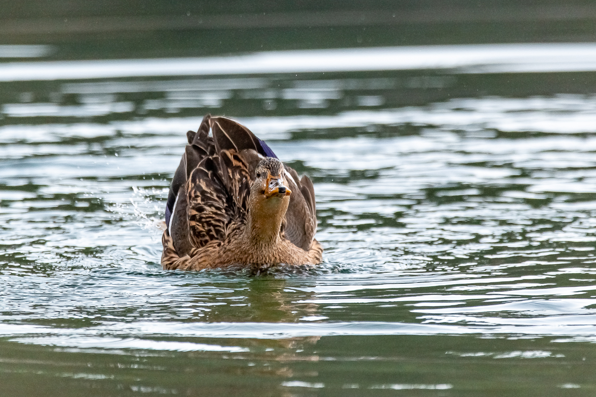 DSC_0631.jpg