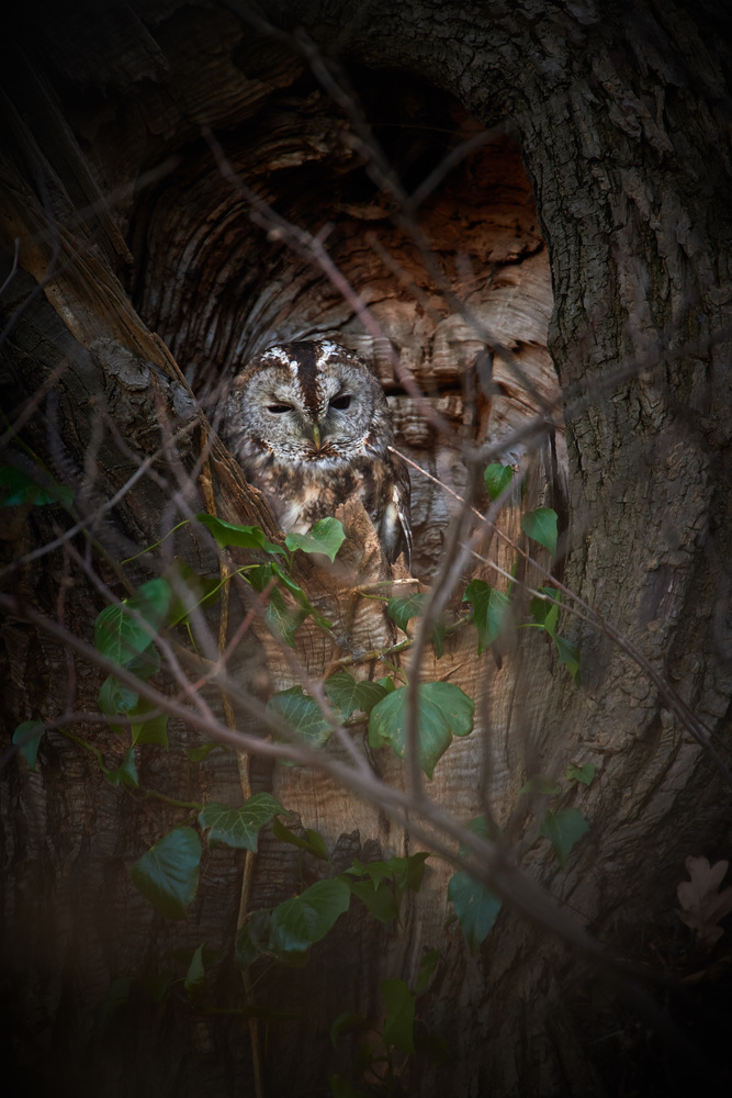 DSC_0658.jpg