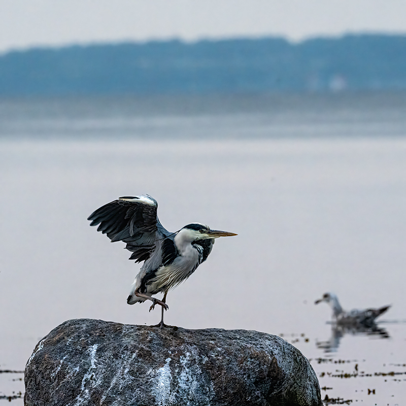 DSC_0743.jpg