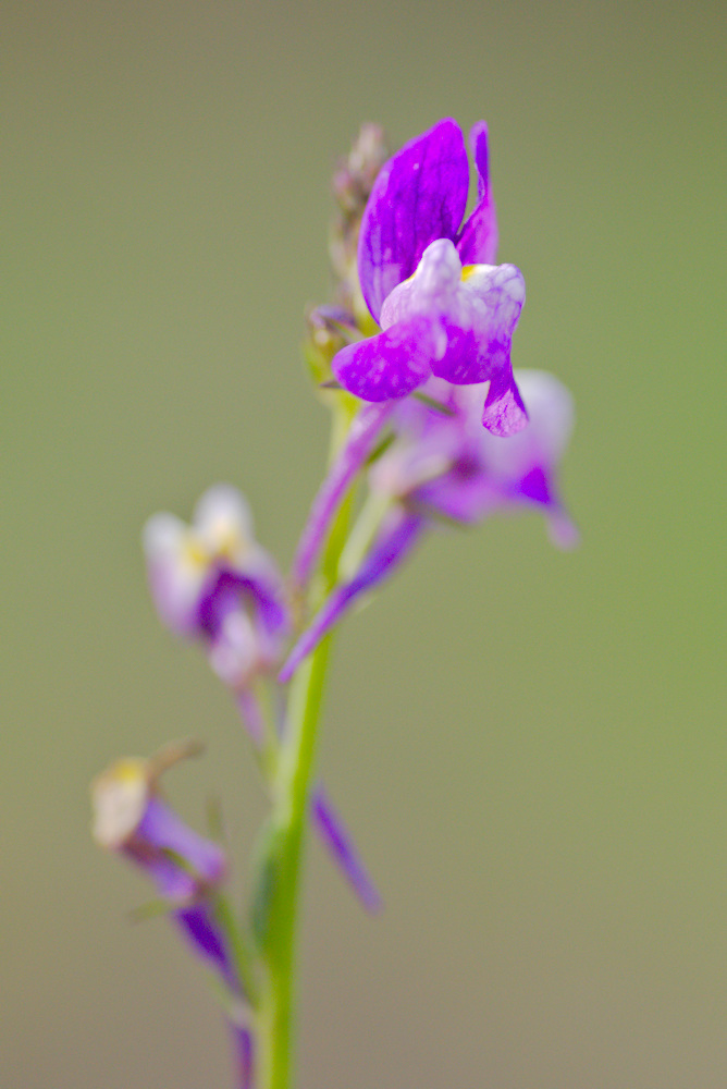 DSC_0776.jpg