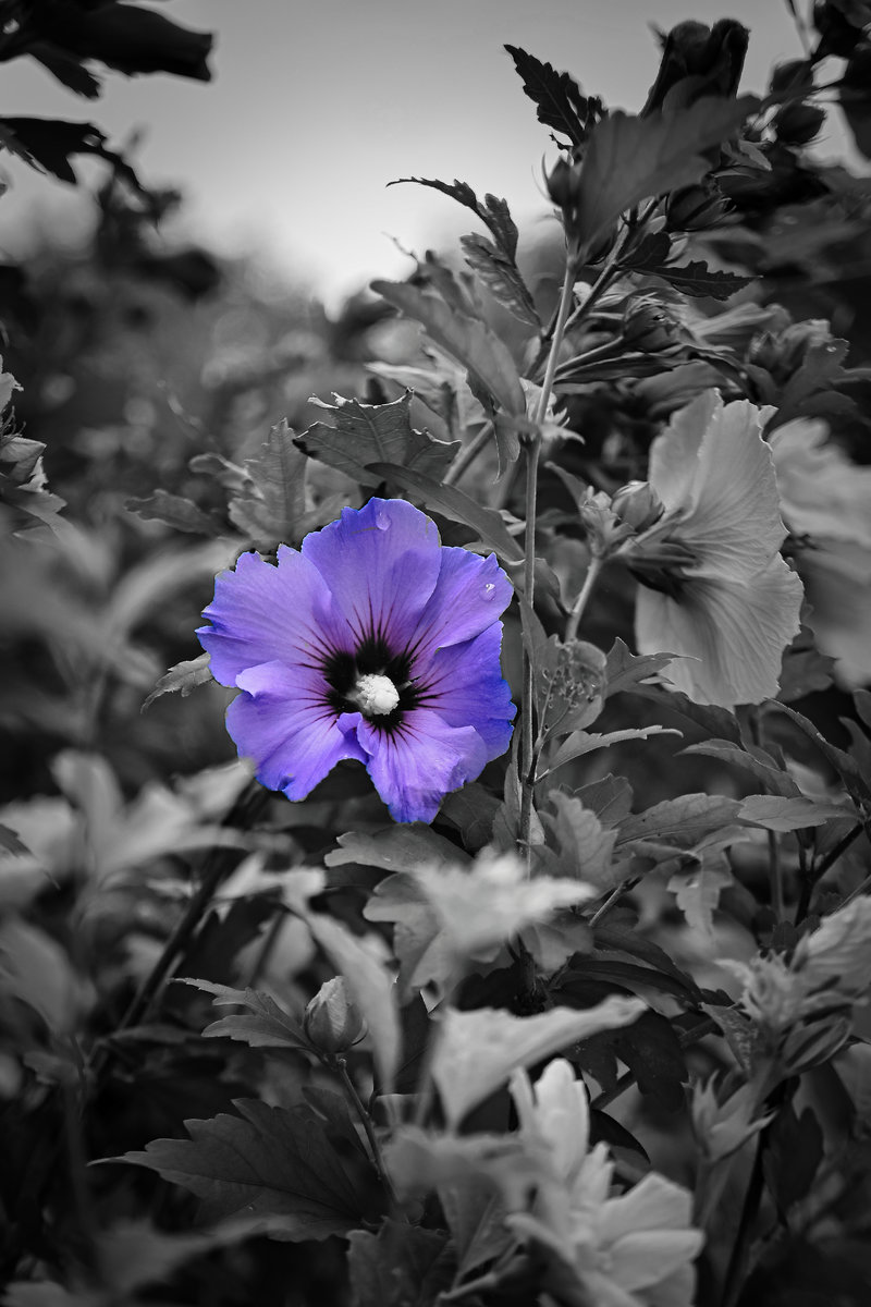 DSC_0784_AI_SW_Colorkey.jpg