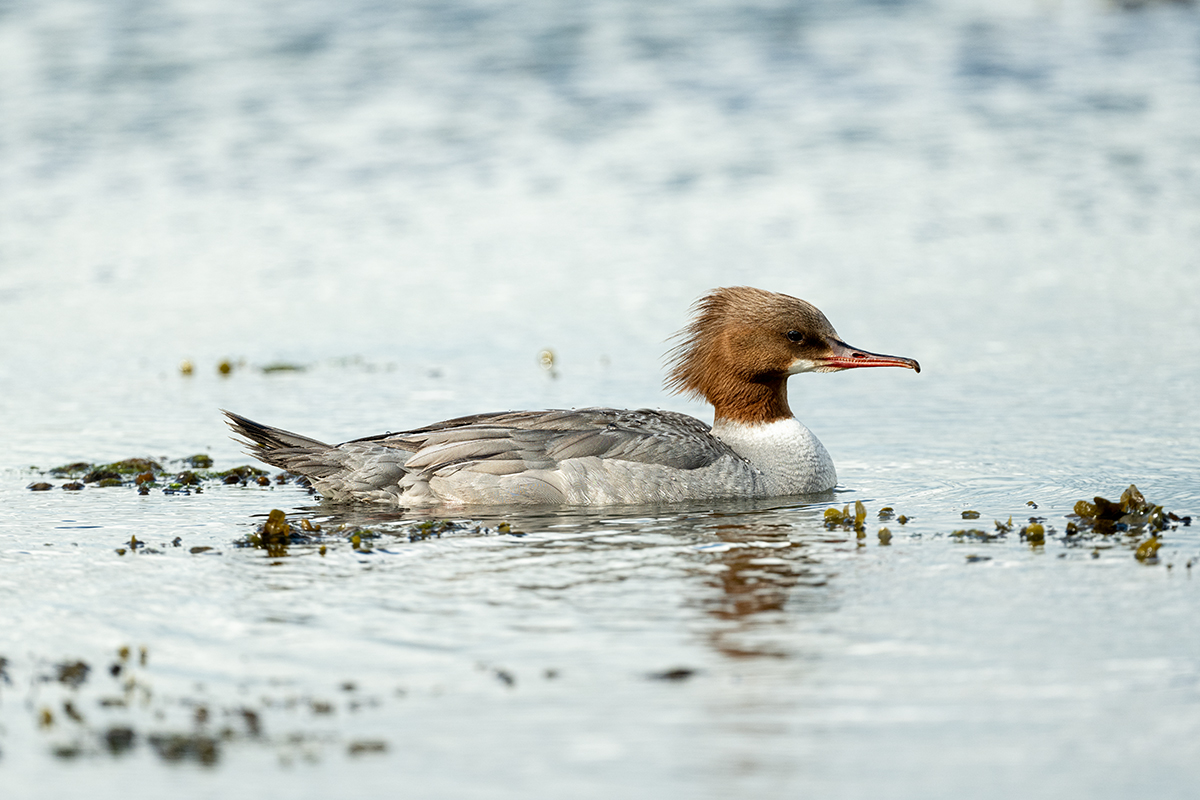 DSC_0792.jpg