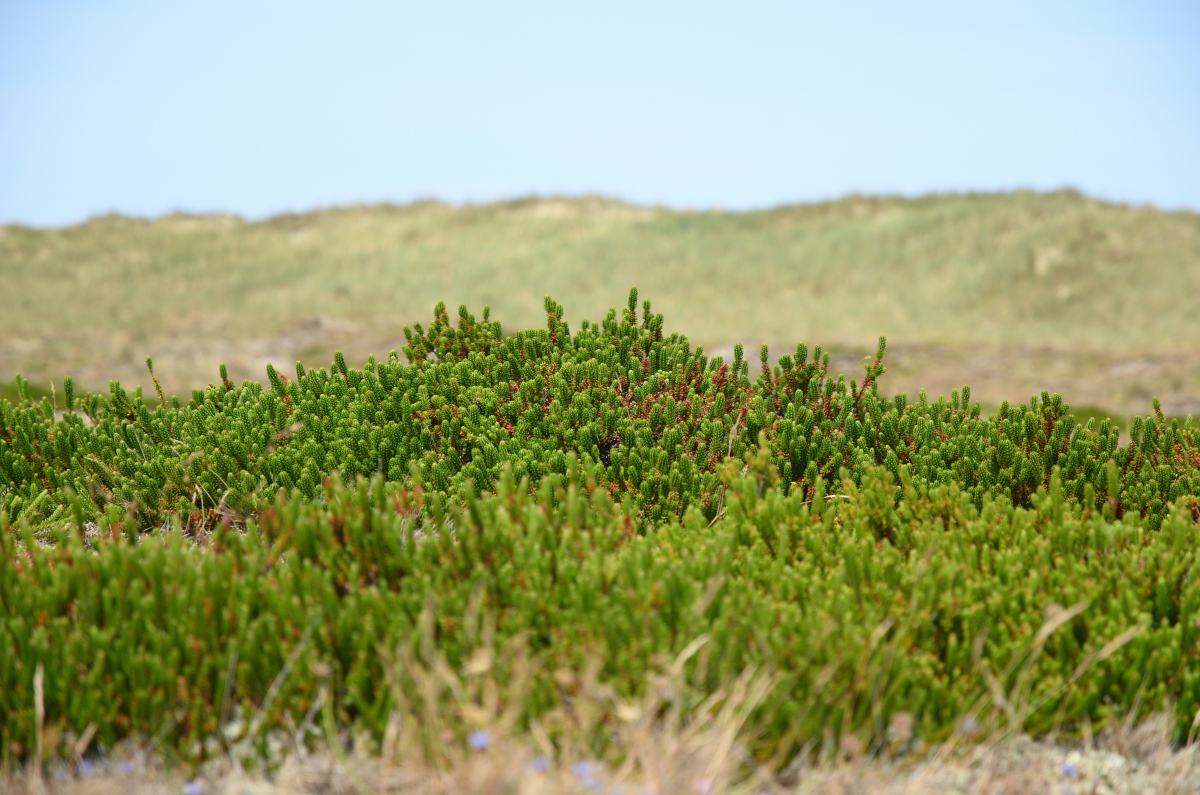 DSC_0795.JPG