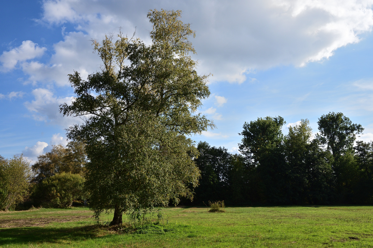 DSC_0802.JPG
