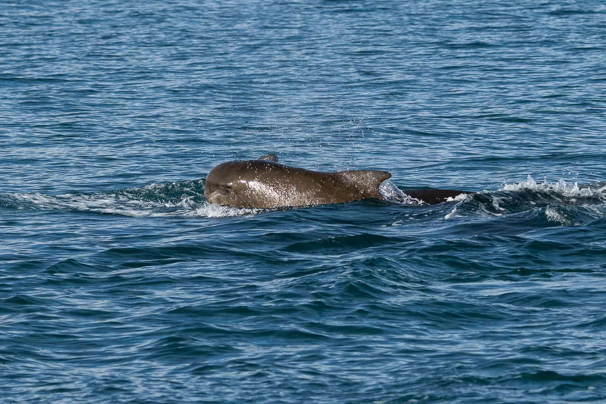DSC_0817.jpg