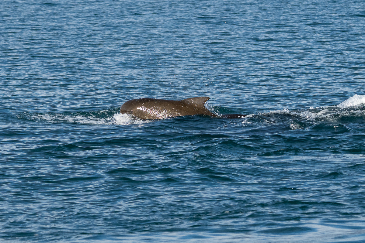DSC_0818.jpg