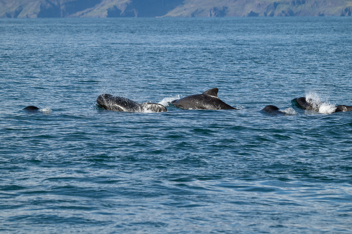 DSC_0823.jpg