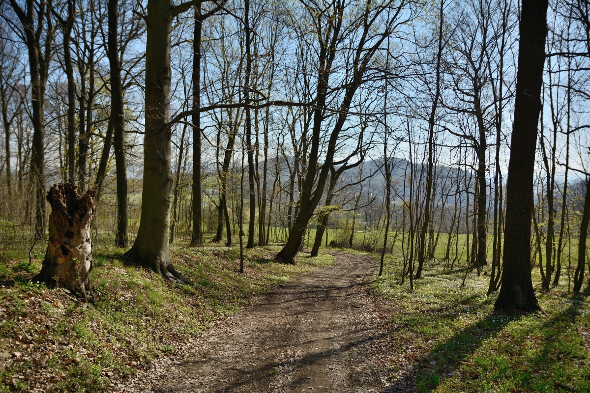 DSC_0831_00001n.jpg