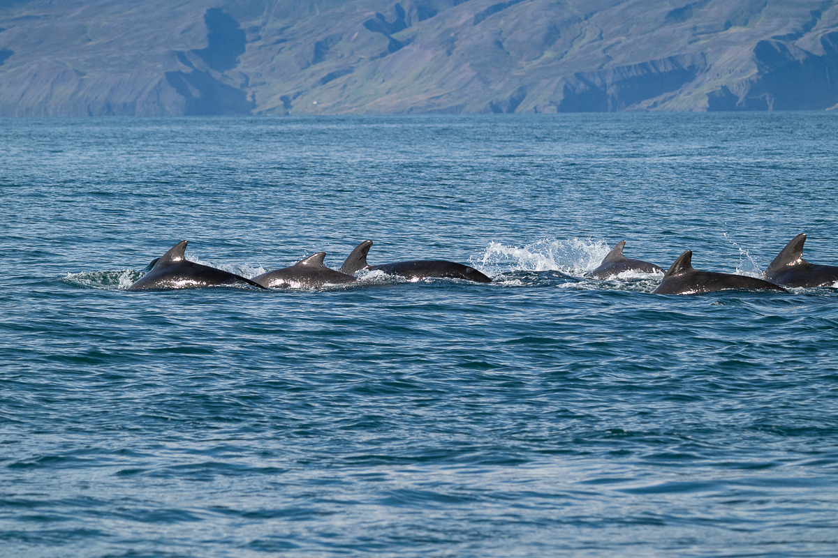 DSC_0832.jpg
