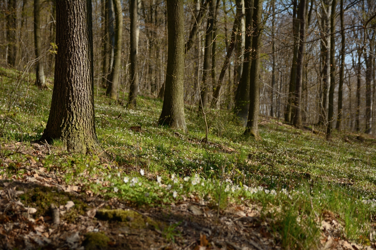 DSC_0839_00001n.jpg