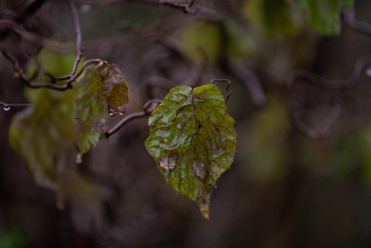 DSC_0861.jpg