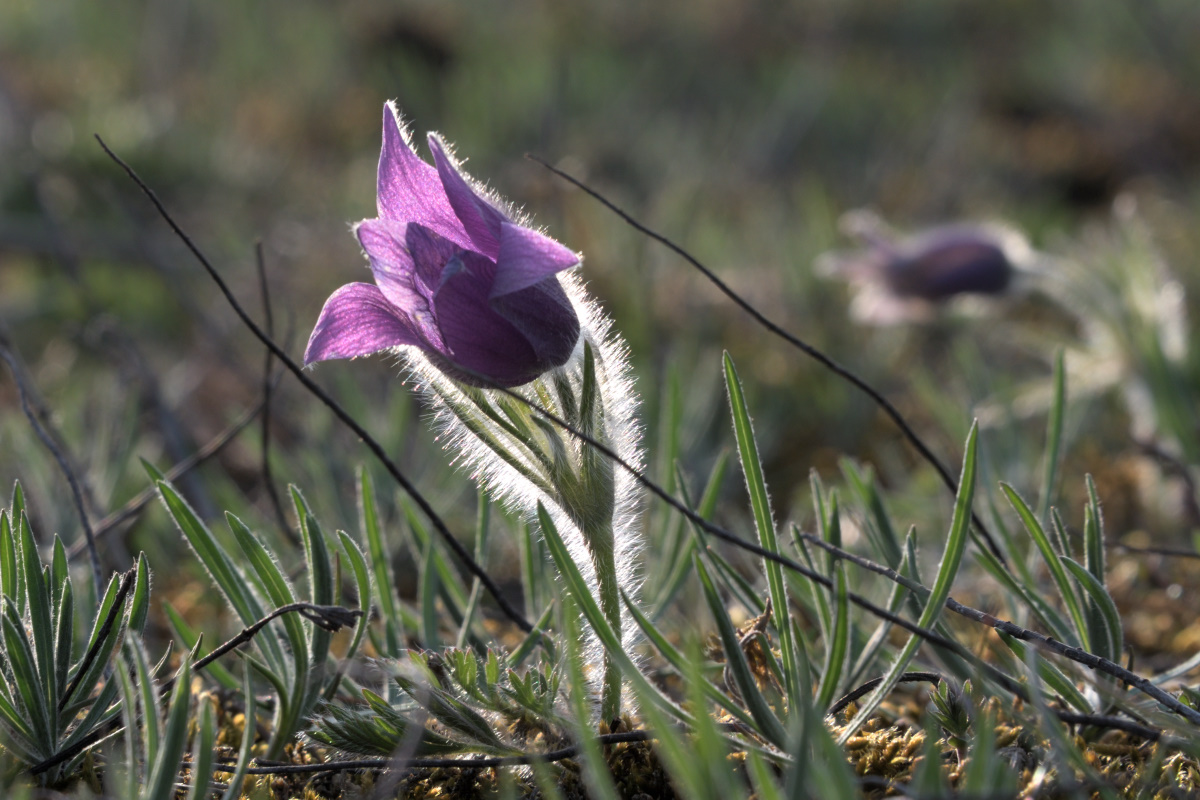 DSC_0866_00001.jpg