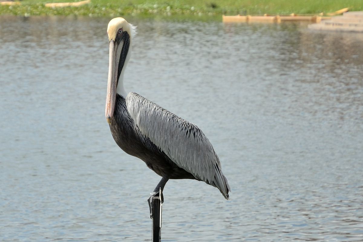DSC_0886.jpg
