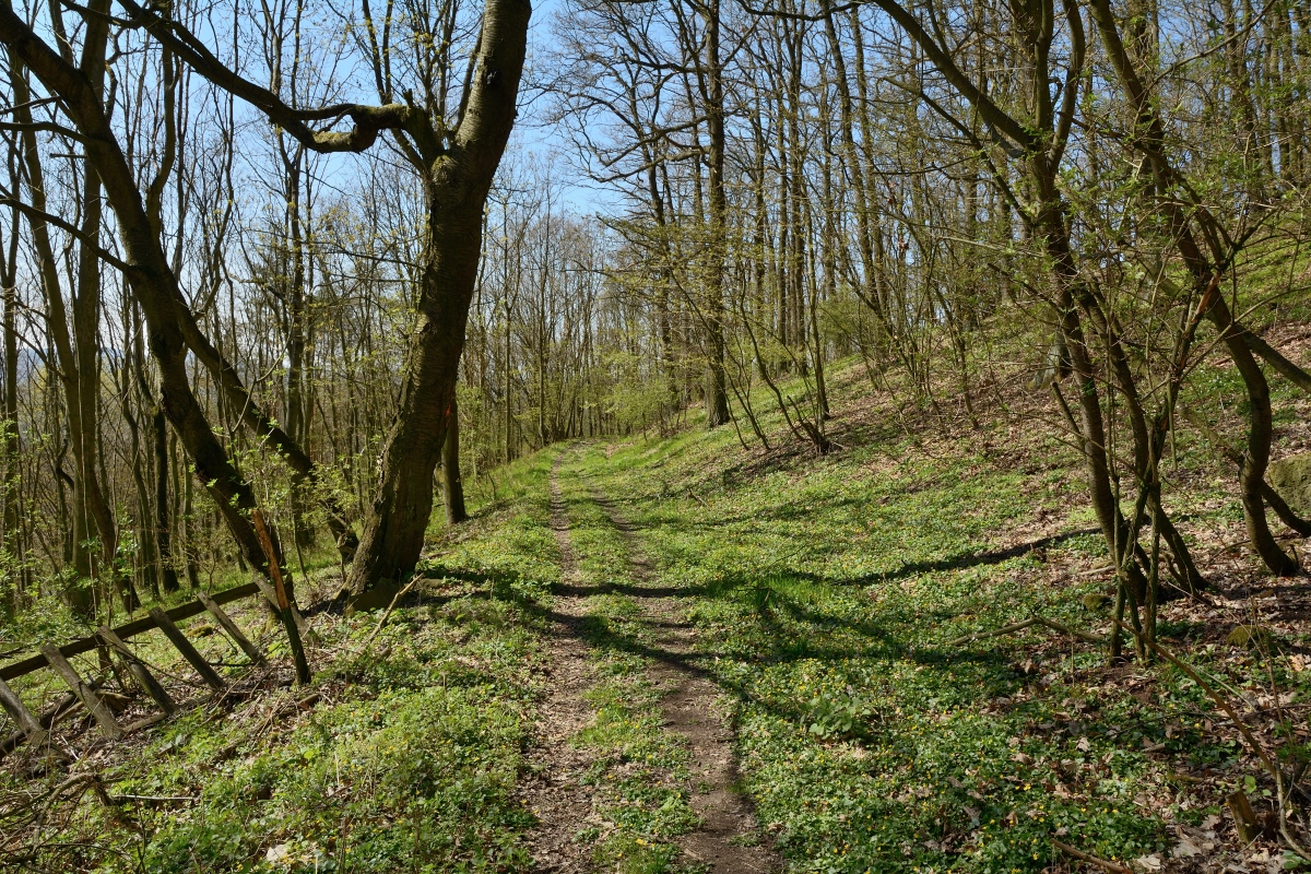 DSC_0888_00001.jpg