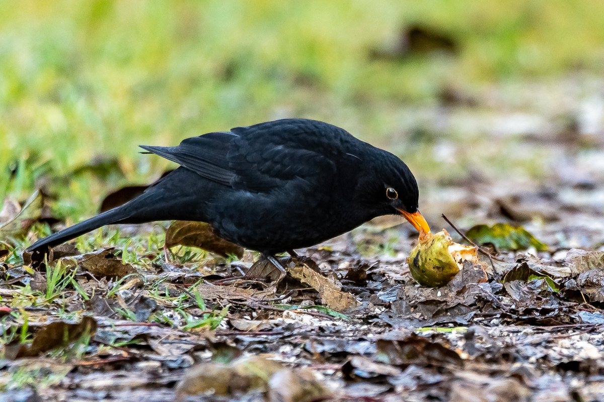 DSC_0907-2.jpg