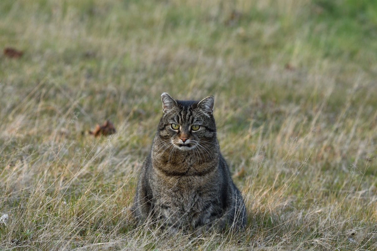 DSC_0907_00001n.jpg