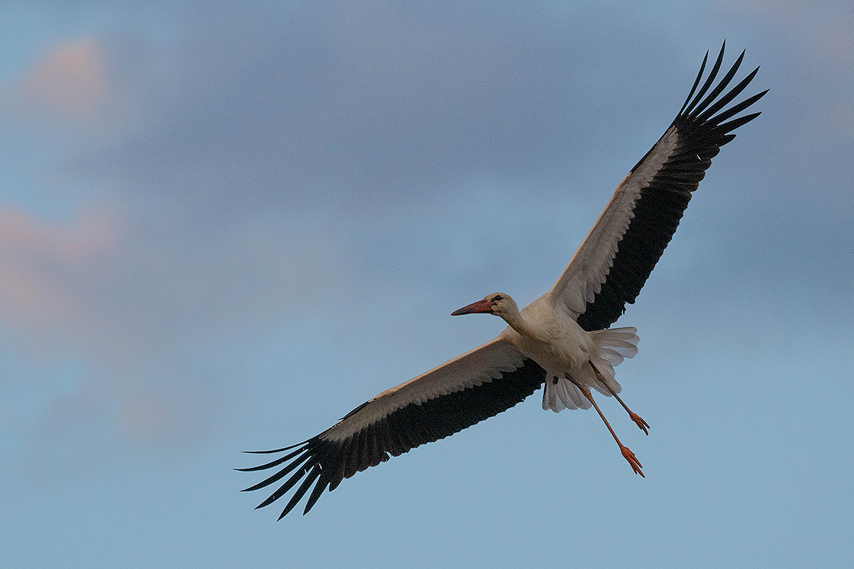 DSC_0937k.jpg