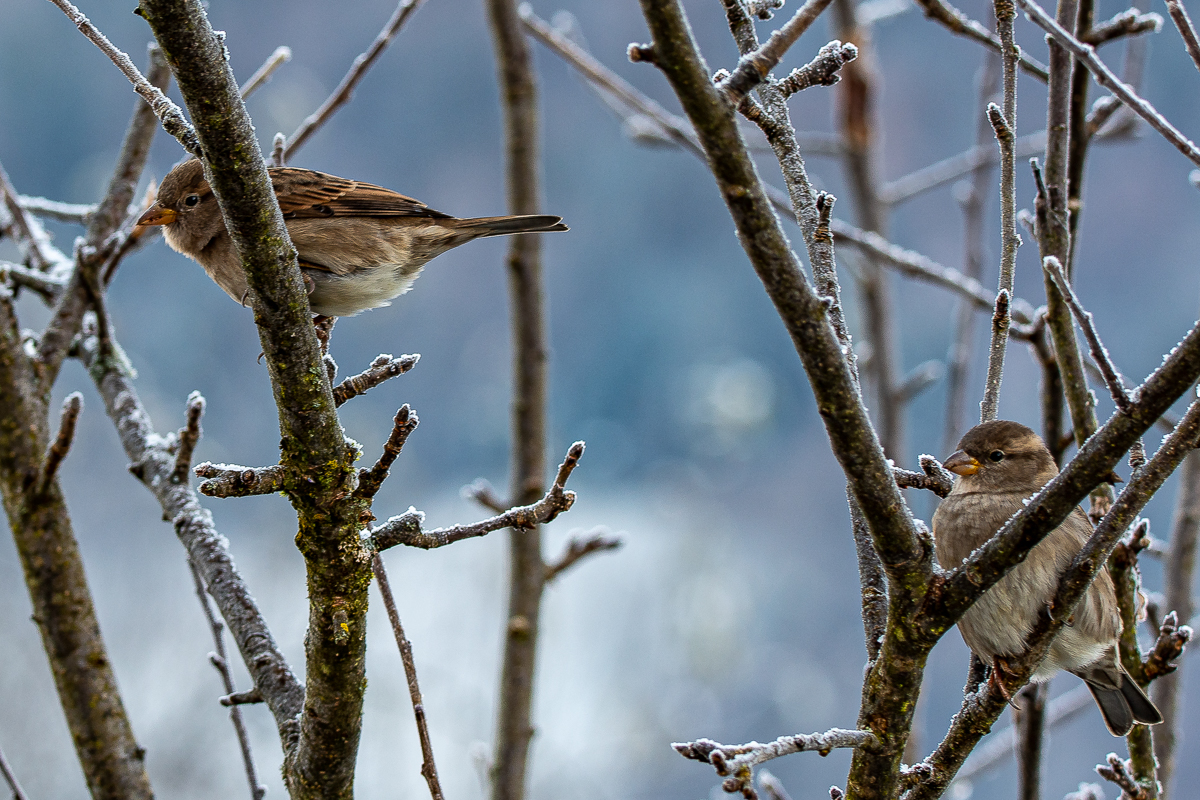 DSC_0951.jpg