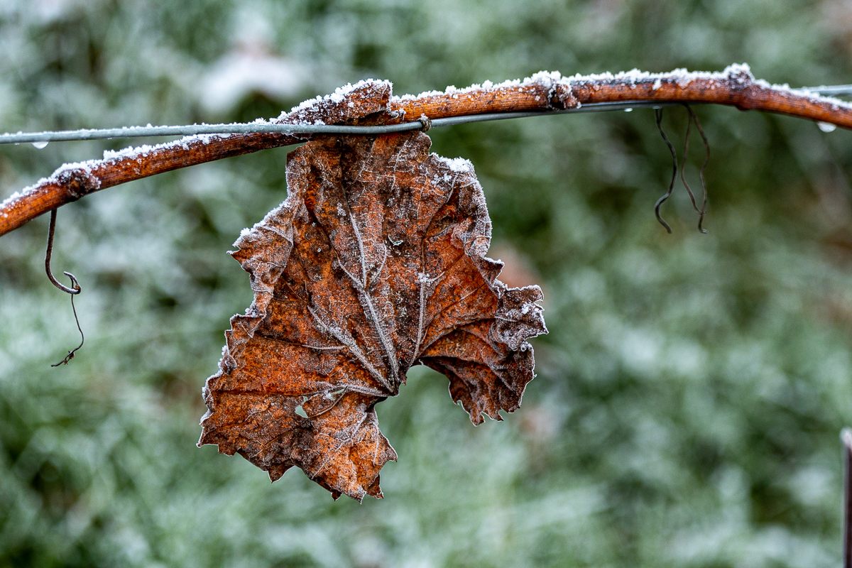DSC_0972.jpg