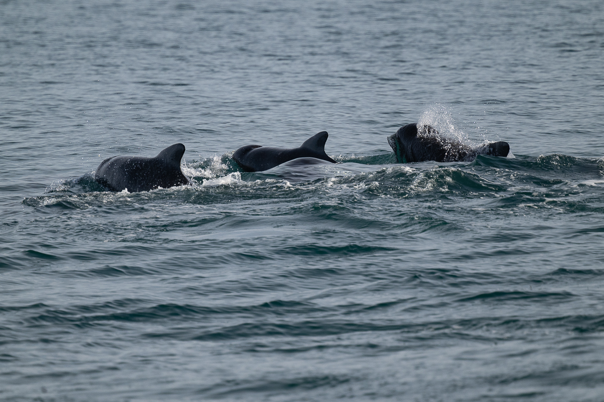 DSC_0976.jpg