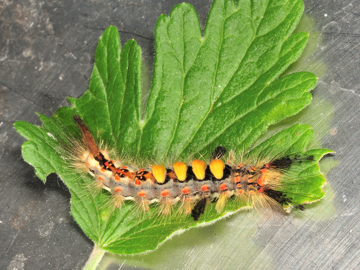 DSC_10123.jpg