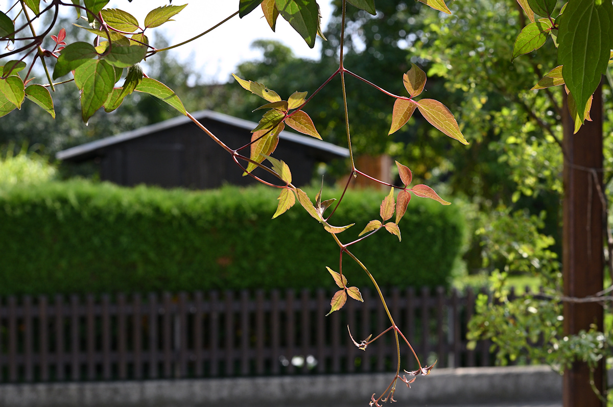 DSC_10156.jpg
