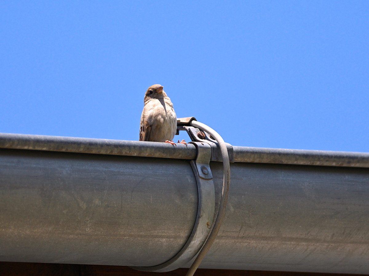 DSC_10371.jpg