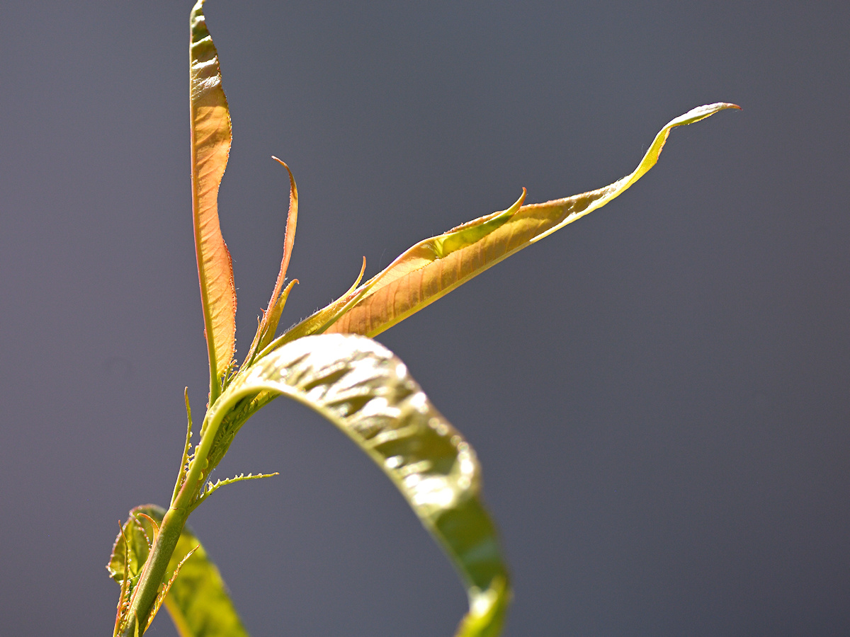 DSC_10373.jpg