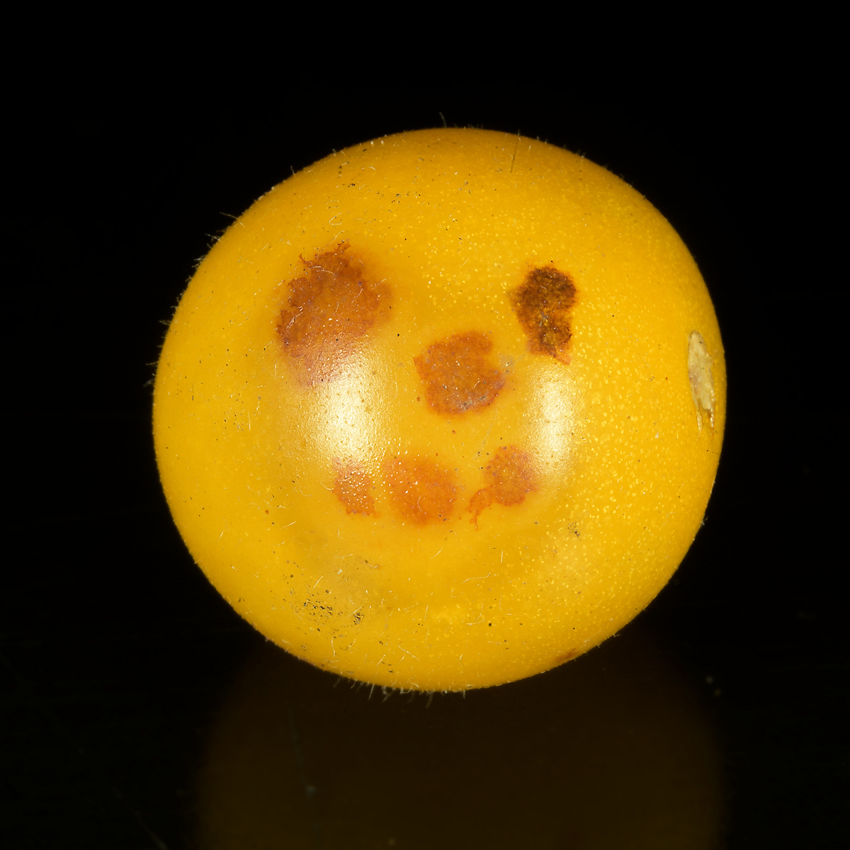 DSC_10427.jpg